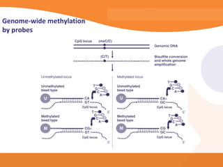 Genome-wide methylation
by probes
 