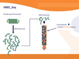 MBD_Seq

Condensed Chromatin      DNA Sheared



                                       Immobilized
                                       Methyl Binding Domain
           DNA Sheared
 