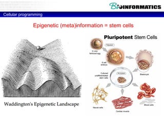 Cellular programming

               Epigenetic (meta)information = stem cells
 