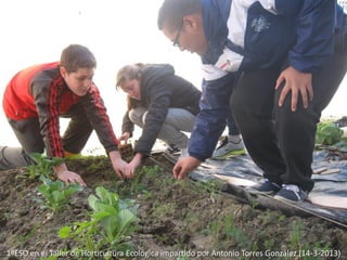 1ºESO en el Taller de Horticultura Ecológica impartido por Antonio Torres González (14-3-2013)
 
