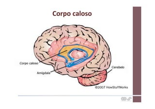 Corpo	
  caloso	
  
 