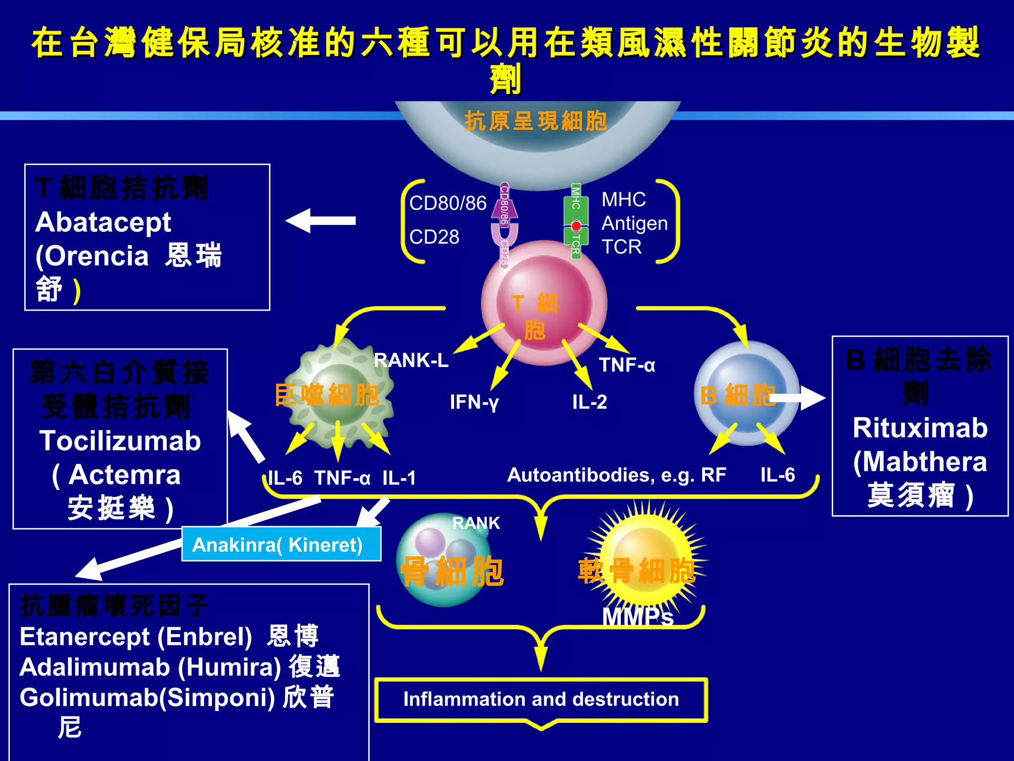 在台灣健保局核准的六種可以用在類風濕性關節炎的生物製在台灣健保局核准的六種可以用在類風濕性關節炎的生物製
劑劑
抗原呈現細胞
T 細
胞
巨噬細胞 B 細胞
骨細胞 軟骨細胞
IFN-γ
IL-6 TNF-α IL-1 Autoantibodies, e.g. RF IL-6
RANK
Inflammation and destruction
IL-2
TNF-α
MMPs
MHC
Antigen
TCR
RANK-L
CD80/86
CD28
抗腫瘤壞死因子
Etanercept (Enbrel) 恩博
Adalimumab (Humira) 復邁
Golimumab(Simponi) 欣普
尼
B 細胞去除
劑
Rituximab
(Mabthera
莫須瘤 )
T 細胞拮抗劑
Abatacept
(Orencia 恩瑞
舒 )
第六白介質接
受體拮抗劑
Tocilizumab
( Actemra
安挺樂 )
Anakinra( Kineret)
 