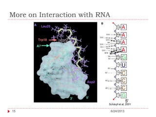 More on Interaction with RNA
6/24/201315
Schärpf et al, 2001
 