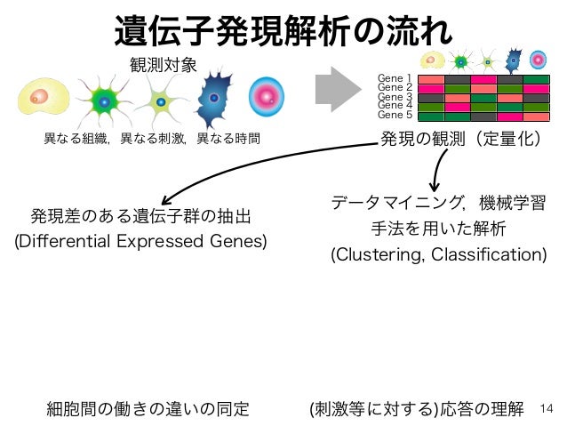 バイオインフォマティクスによる遺伝子発現解析