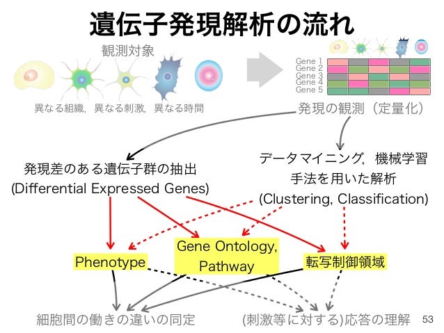 バイオインフォマティクスによる遺伝子発現解析