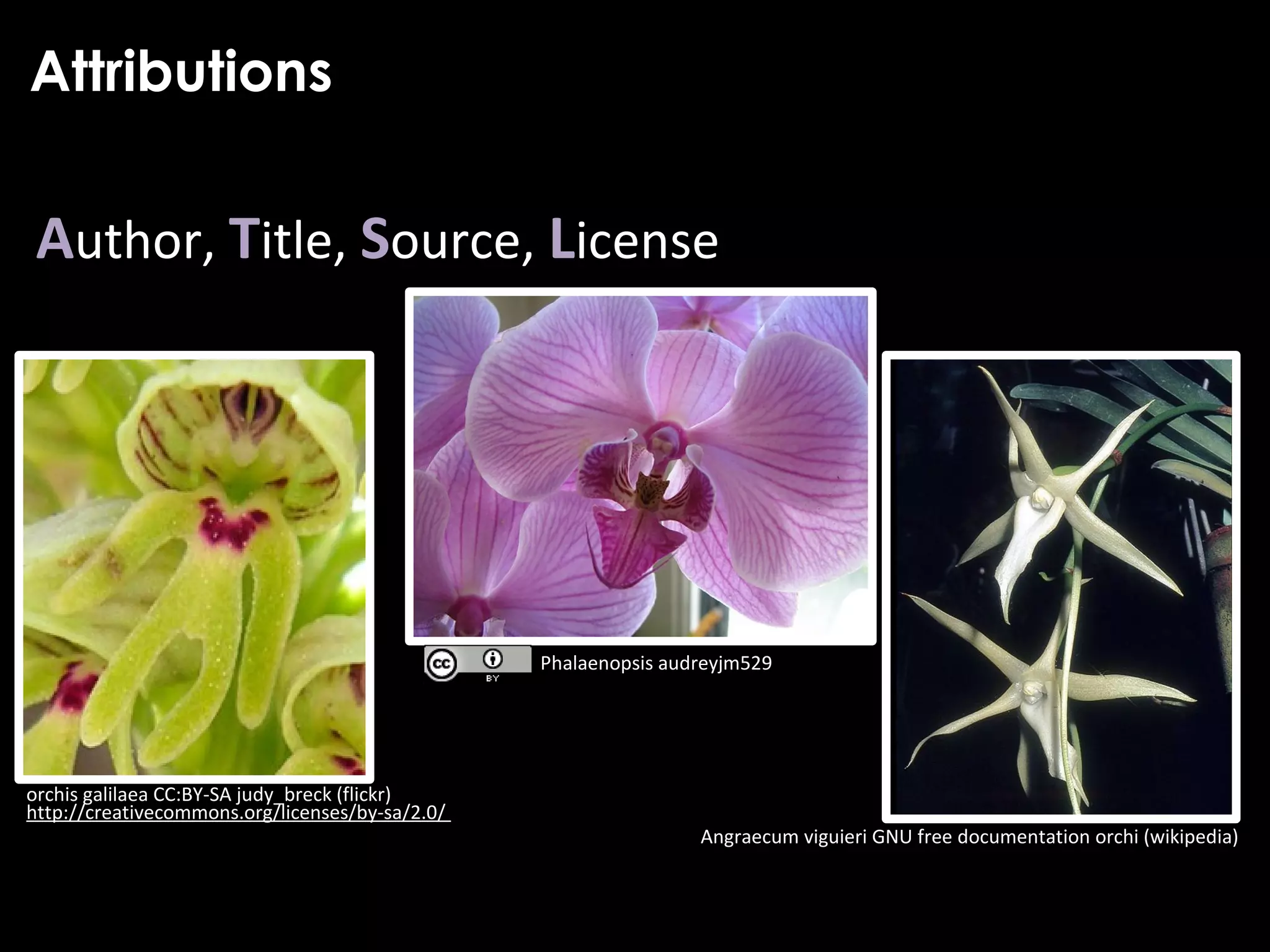 Phalaenopsis audreyjm529
orchis galilaea CC:BY-SA judy_breck (flickr)
http://creativecommons.org/licenses/by-sa/2.0/
Angraecum viguieri GNU free documentation orchi (wikipedia)
Attributions
Author, Title, Source, License
 