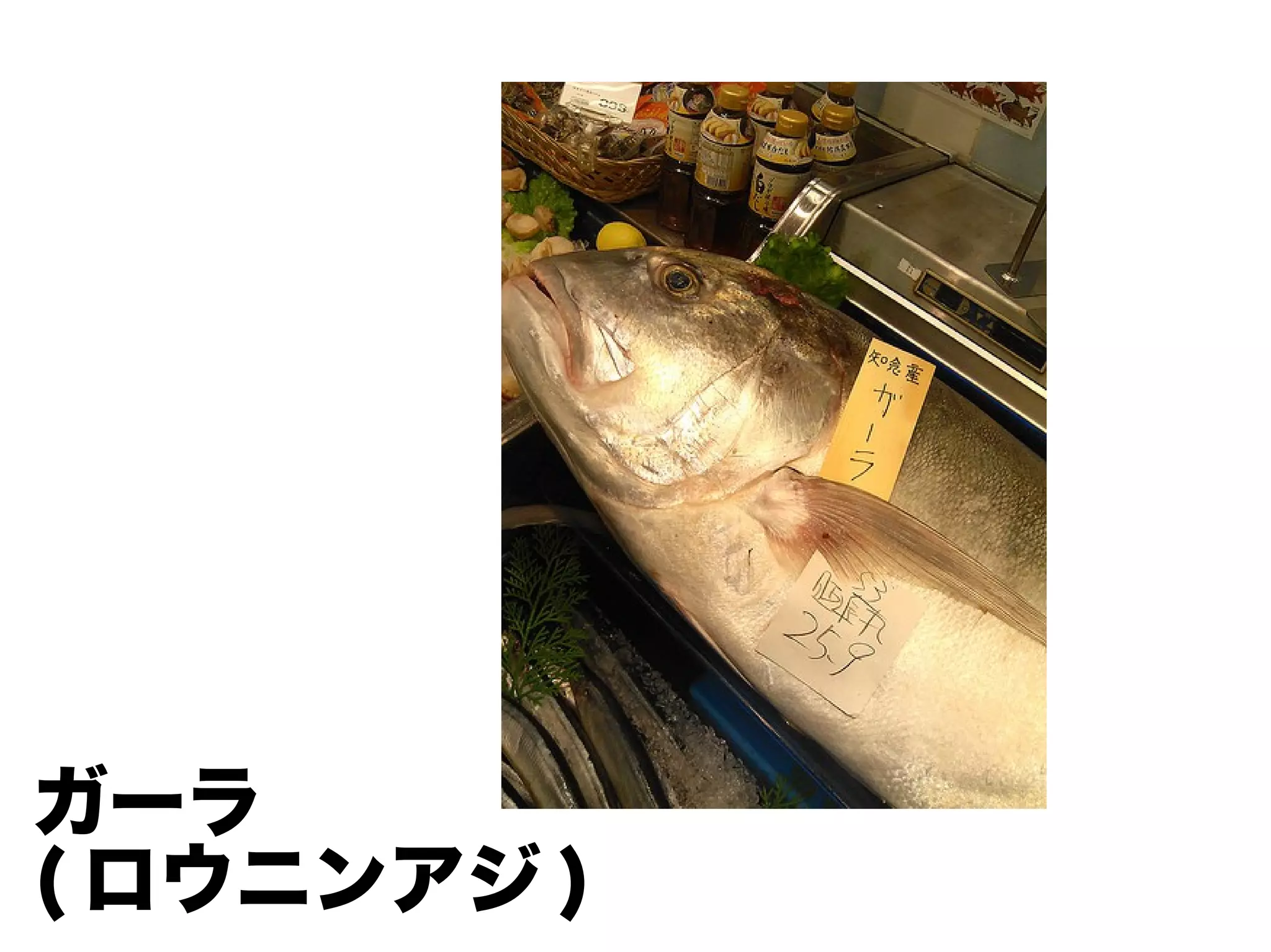 ガーラ
( ロウニンアジ )
 