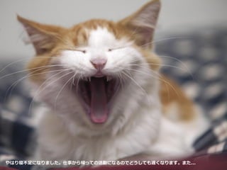 やはり寝不足になりました。仕事から帰っての活動になるのでどうしても遅くなります。また...
 