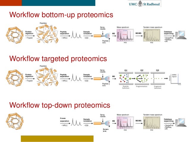 proteomics workflow 2013 09 03 radboudumc ncmls technical forum proteomics workflow 2013 09 03 radboudumc ncmls technical forum