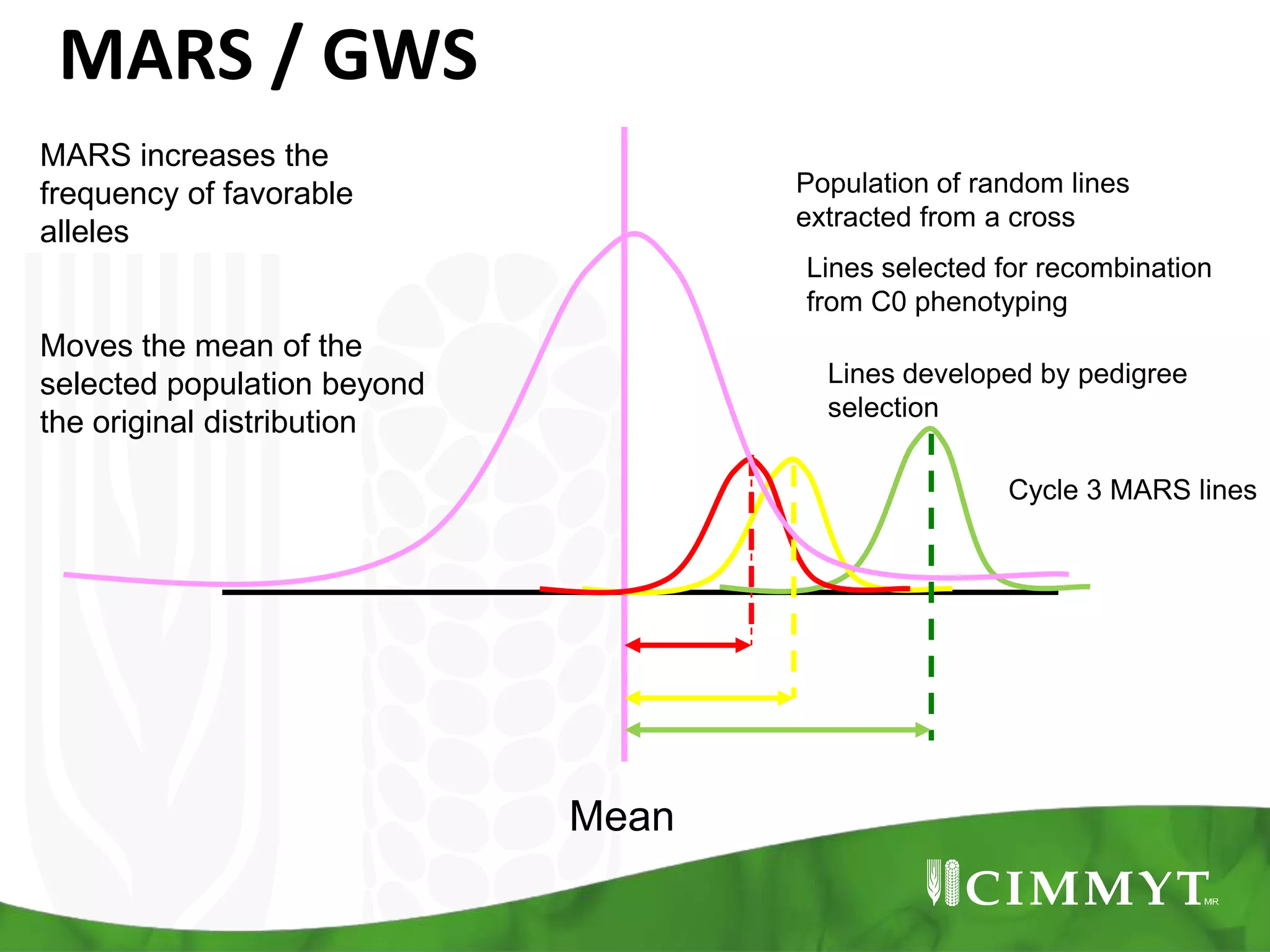 Mean
Lines developed by pedigree
selection
Lines selected for recombination
from C0 phenotyping
Cycle 3 MARS lines
Population of random lines
extracted from a cross
MARS increases the
frequency of favorable
alleles
Moves the mean of the
selected population beyond
the original distribution
MARS / GWS
 