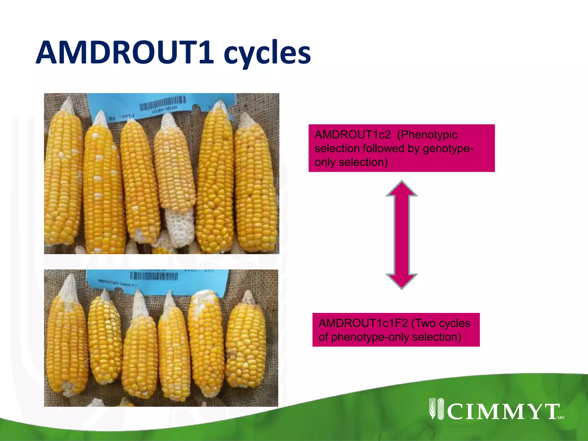 AMDROUT1 cycles
AMDROUT1c2 (Phenotypic
selection followed by genotype-
only selection)
AMDROUT1c1F2 (Two cycles
of phenotype-only selection)
 