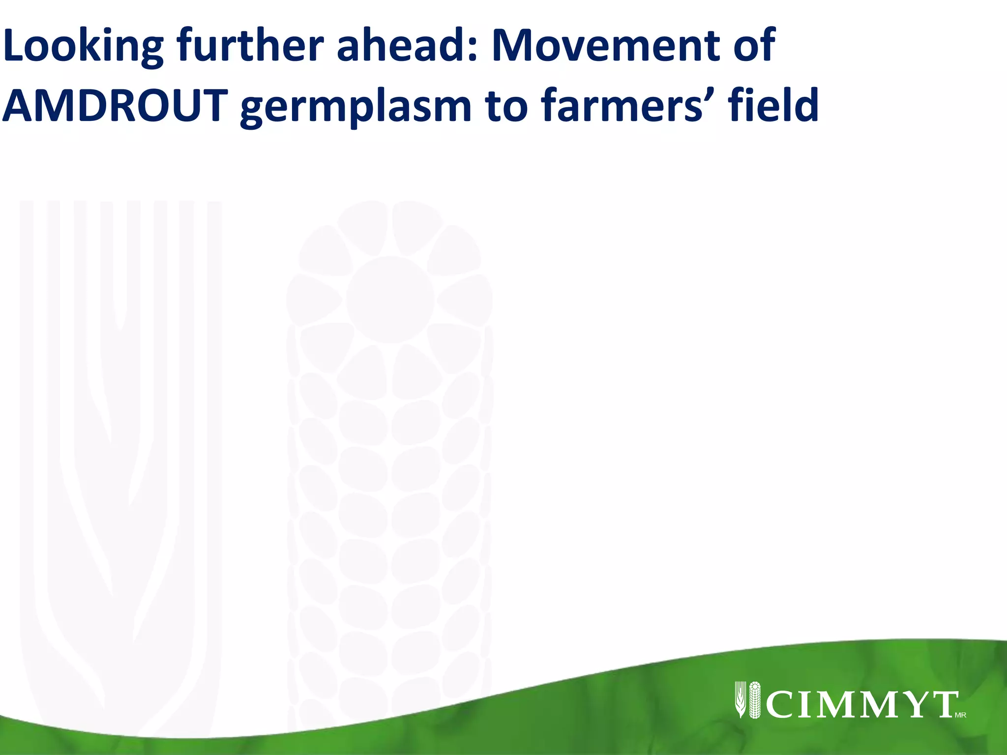 Looking further ahead: Movement of
AMDROUT germplasm to farmers’ field
 