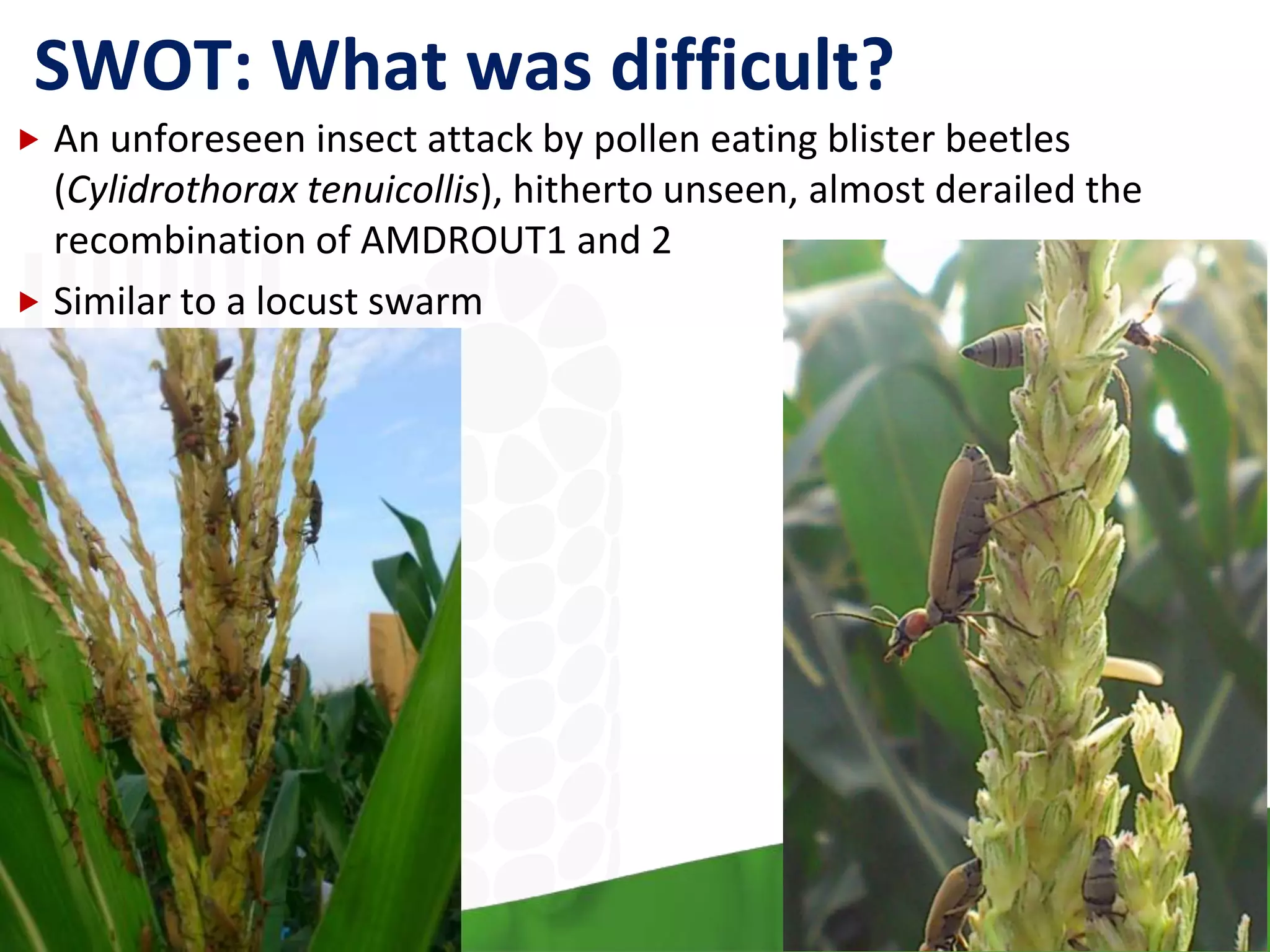 SWOT: What was difficult?
 An unforeseen insect attack by pollen eating blister beetles
(Cylidrothorax tenuicollis), hitherto unseen, almost derailed the
recombination of AMDROUT1 and 2
 Similar to a locust swarm
 