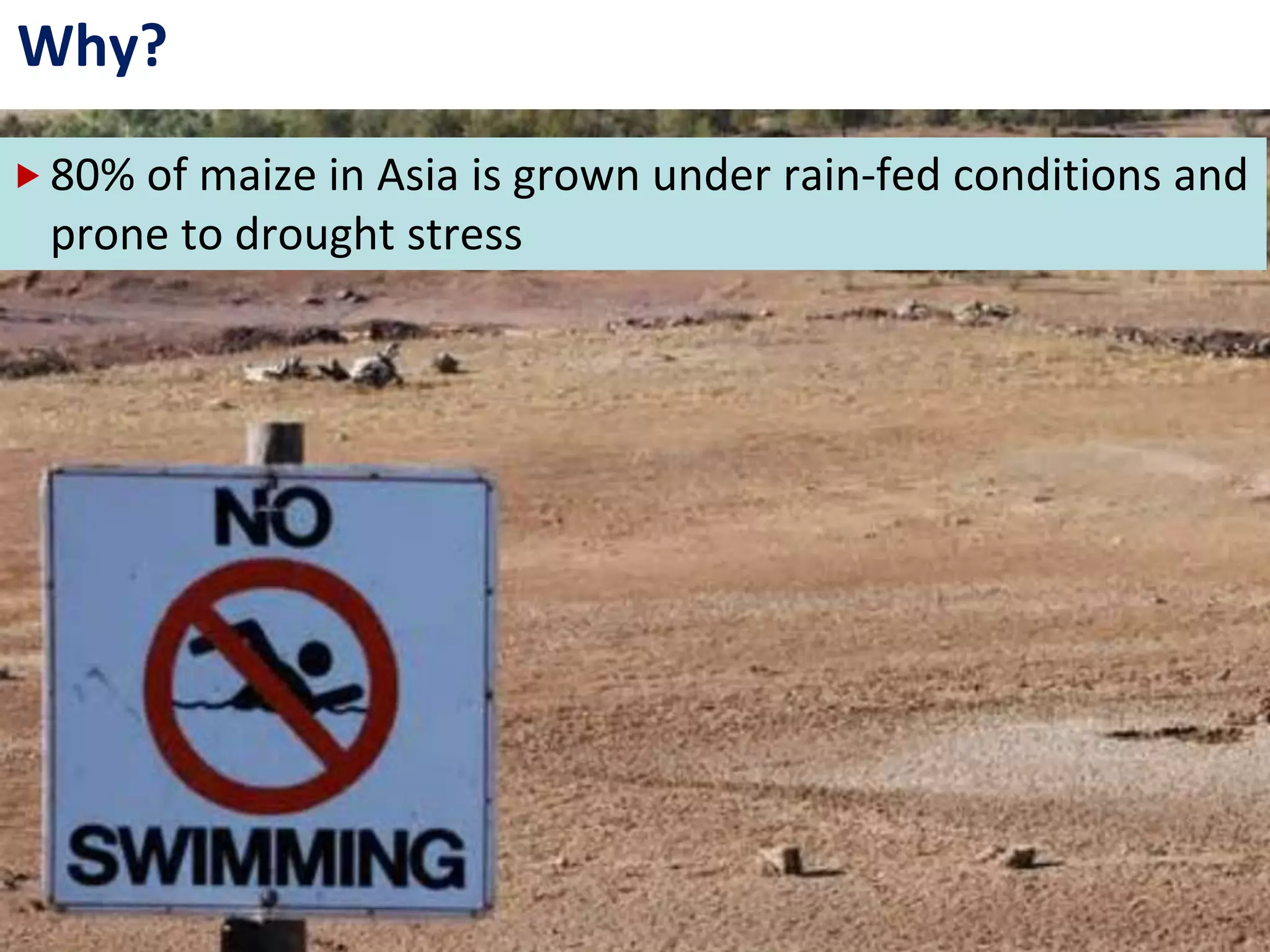 Why?
80% of maize in Asia is grown under rain-fed conditions and
prone to drought stress
 