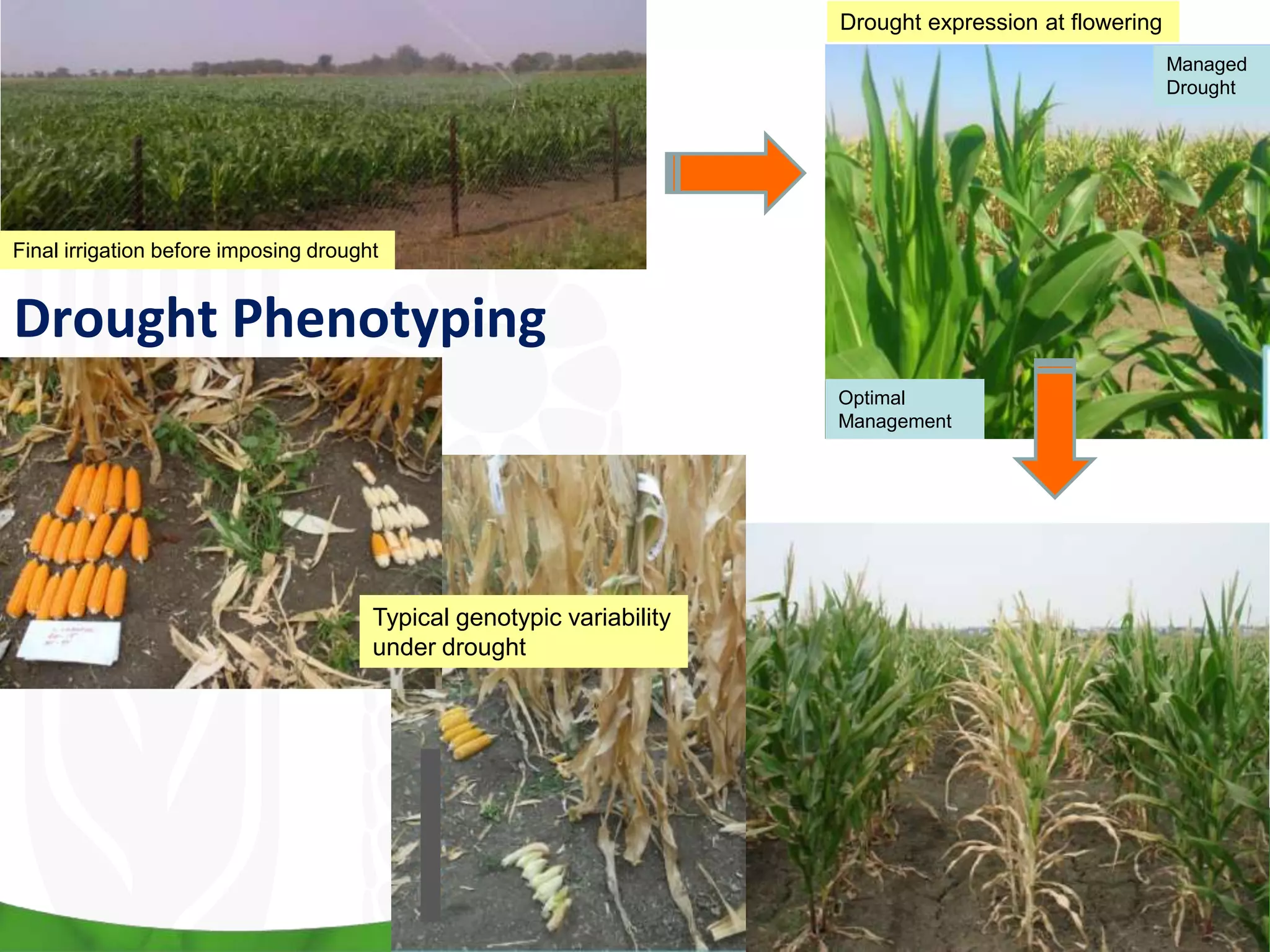 Final irrigation before imposing drought
Drought Phenotyping
Optimal
Management
Managed
Drought
Drought expression at flowering
Typical genotypic variability
under drought
 