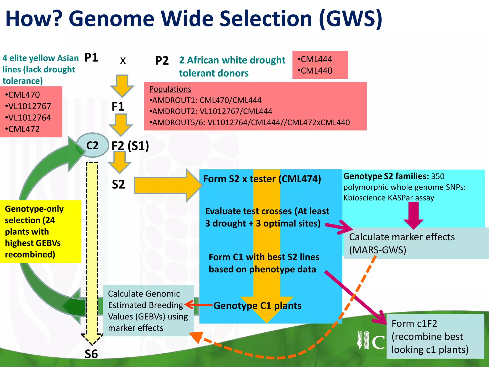 Form S2 x tester (CML474)
Evaluate test crosses (At least
3 drought + 3 optimal sites)
Calculate marker effects
(MARS-GWS)
Form C1 with best S2 lines
based on phenotype data
Genotype S2 families: 350
polymorphic whole genome SNPs:
Kbioscience KASPar assay
Form c1F2
(recombine best
looking c1 plants)
C2
S6
Genotype-only
selection (24
plants with
highest GEBVs
recombined)
•CML470
•VL1012767
•VL1012764
•CML472
S2
F2 (S1)
F1
P1 P2x4 elite yellow Asian
lines (lack drought
tolerance)
2 African white drought
tolerant donors
•CML444
•CML440
Populations
•AMDROUT1: CML470/CML444
•AMDROUT2: VL1012767/CML444
•AMDROUT5/6: VL1012764/CML444//CML472xCML440
Genotype C1 plants
Calculate Genomic
Estimated Breeding
Values (GEBVs) using
marker effects
How? Genome Wide Selection (GWS)
 