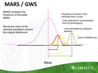 Mean
Lines developed by pedigree
selection
Lines selected for recombination
from C0 phenotyping
Cycle 3 MARS lines
Population of random lines
extracted from a cross
MARS increases the
frequency of favorable
alleles
Moves the mean of the
selected population beyond
the original distribution
MARS / GWS
 