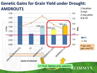 @60% gain
@40% gain
@80% gain
0.0
1.0
2.0
3.0
4.0
5.0
6.0
0.00
0.50
1.00
1.50
2.00
2.50
3.00
3.50
days
t/ha
Cycles of selection
GY
ASI
Genetic Gains for Grain Yield under Drought:
AMDROUT1 1 location
3 reps
2 row plots
H 0.74
c1 c2: Marker-only selection
@ per cent
gain over F2
 