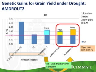 @50% @40%
@60%
0.00
0.50
1.00
1.50
2.00
2.50
3.00
t/ha
Cycles of selection
GY
GY
Genetic Gains for Grain Yield under Drought:
AMDROUT2
1 location
3 reps
2 row plots
H 0.74
@ per cent
gain over F2
c1 c2: Marker-only
selection
 