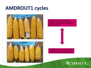 AMDROUT1 cycles
AMDROUT1c2 (Phenotypic
selection followed by genotype-
only selection)
AMDROUT1c1F2 (Two cycles
of phenotype-only selection)
 