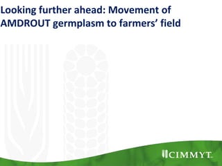 Looking further ahead: Movement of
AMDROUT germplasm to farmers’ field
 