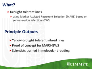 What?
Drought tolerant lines
 using Marker Assisted Recurrent Selection (MARS) based on
genome-wide selection (GWS)
Yellow drought tolerant inbred lines
Proof of concept for MARS-GWS
Scientists trained in molecular breeding
Principle Outputs
 