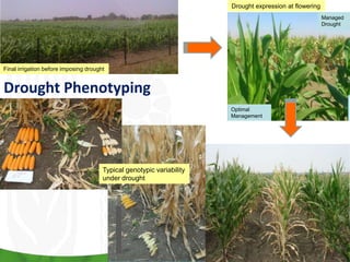 Final irrigation before imposing drought
Drought Phenotyping
Optimal
Management
Managed
Drought
Drought expression at flowering
Typical genotypic variability
under drought
 