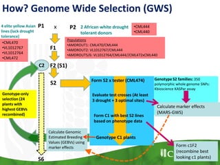 Form S2 x tester (CML474)
Evaluate test crosses (At least
3 drought + 3 optimal sites)
Calculate marker effects
(MARS-GWS)
Form C1 with best S2 lines
based on phenotype data
Genotype S2 families: 350
polymorphic whole genome SNPs:
Kbioscience KASPar assay
Form c1F2
(recombine best
looking c1 plants)
C2
S6
Genotype-only
selection (24
plants with
highest GEBVs
recombined)
•CML470
•VL1012767
•VL1012764
•CML472
S2
F2 (S1)
F1
P1 P2x4 elite yellow Asian
lines (lack drought
tolerance)
2 African white drought
tolerant donors
•CML444
•CML440
Populations
•AMDROUT1: CML470/CML444
•AMDROUT2: VL1012767/CML444
•AMDROUT5/6: VL1012764/CML444//CML472xCML440
Genotype C1 plants
Calculate Genomic
Estimated Breeding
Values (GEBVs) using
marker effects
How? Genome Wide Selection (GWS)
 