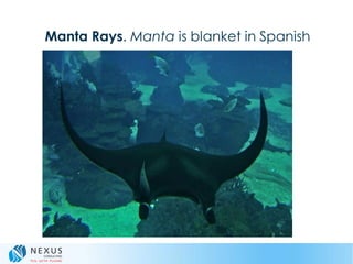 Manta Rays. Manta is blanket in Spanish
 