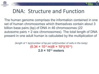 Lab for Bioinformatics and computational genomics

DNA: Structure and Function
The human genome comprises the information contained in one
set of human chromosomes which themselves contain about 3
billion base pairs (bp) of DNA in 46 chromosomes (22
autosome pairs + 2 sex chromosomes). The total length of DNA
present in one adult human is calculated by the multiplication of
(length of 1 bp)(number of bp per cell)(number of cells in the body)

(0.34 × 10-9 m)(6 × 109)(1013)
2.0 × 1013 meters

 