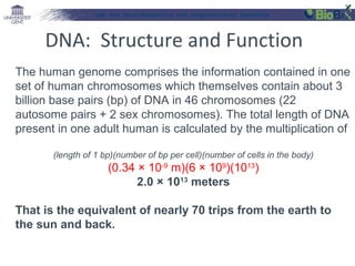 Lab for Bioinformatics and computational genomics

DNA: Structure and Function
The human genome comprises the information contained in one
set of human chromosomes which themselves contain about 3
billion base pairs (bp) of DNA in 46 chromosomes (22
autosome pairs + 2 sex chromosomes). The total length of DNA
present in one adult human is calculated by the multiplication of
(length of 1 bp)(number of bp per cell)(number of cells in the body)

(0.34 × 10-9 m)(6 × 109)(1013)
2.0 × 1013 meters
That is the equivalent of nearly 70 trips from the earth to
the sun and back.

 