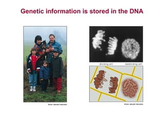 Genetic information is stored in the DNA

 