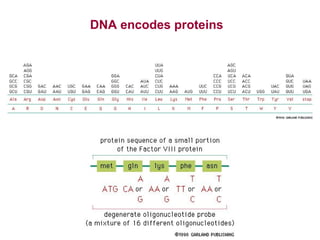 DNA encodes proteins

 