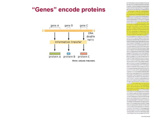“Genes” encode proteins

 