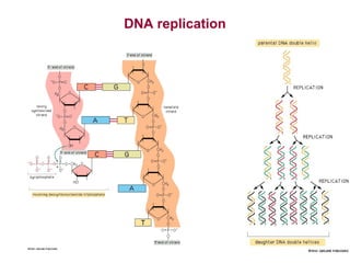 DNA replication

 