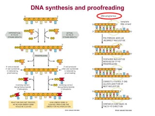 DNA synthesis and proofreading

 