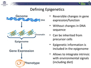 Lab for Bioinformatics and computational genomics

Defining Epigenetics
Genome
DNA

• Reversible changes in gene
expression/function
• Without changes in DNA
sequence

Chromatin

Epigenome

Gene Expression

Phenotype

• Can be inherited from
precursor cells
• Epigenetic information is
included in the epigenome
• Allows to integrate intrinsic
with environmental signals
(including diet)

 