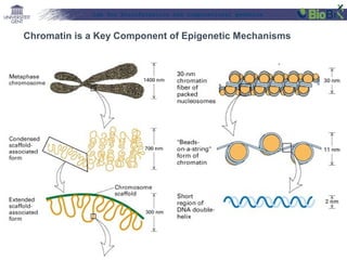 Lab for Bioinformatics and computational genomics

Chromatin is a Key Component of Epigenetic Mechanisms

 