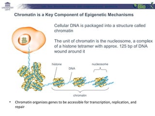 Lab for Bioinformatics and computational genomics

Chromatin is a Key Component of Epigenetic Mechanisms
Cellular DNA is packaged into a structure called
chromatin
The unit of chromatin is the nucleosome, a complex
of a histone tetramer with approx. 125 bp of DNA
wound around it
nucleosome

histone
DNA

chromatin

•

Chromatin organizes genes to be accessible for transcription, replication, and
repair

 