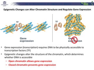 Lab for Bioinformatics and computational genomics

Epigenetic Changes can Alter Chromatin Structure and Regulate Gene Expression

TF

TF

Ac

Ac

Ac

Ac

Ac

Ac

Ac

Ac

Ac

Gene
expression
•
•

Gene
expression

Gene expression (transcription) requires DNA to be physically accessible to
transcription factors (TF)
Epigenetic changes alter the structure of the chromatin, which determines
whether DNA is accessible
– Open chromatin allows gene expression
– Closed chromatin prevents gene expression

 