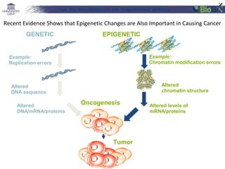 Lab for Bioinformatics and computational genomics

Recent Evidence Shows that Epigenetic Changes are Also Important in Causing Cancer
GENETIC

EPIGENETIC

Example:
Chromatin modification errors

Example:
Replication errors
X X

Altered
chromatin structure

Altered
DNA sequence
Altered
DNA/mRNA/proteins

Oncogenesis

Tumor

Altered levels of
mRNA/proteins

 