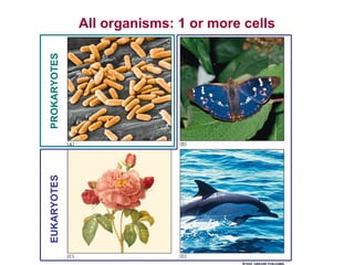 EUKARYOTES

PROKARYOTES

All organisms: 1 or more cells

 