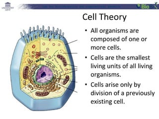 Lab for Bioinformatics and computational genomics

Cell Theory
• All organisms are
composed of one or
more cells.
• Cells are the smallest
living units of all living
organisms.
• Cells arise only by
division of a previously
existing cell.

 