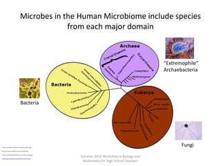 Microbes in the Human Microbiome include species
from each major domain

“Extremophile”
Archaebacteria

Bacteria

Fungi

http://en.wikipedia.org/wiki/File:Aspergillus_niger_01.jpg
http://en.wikipedia.org/wiki/File:SalmonellaNIAID.jpg
http://en.wikipedia.org/wiki/File:Grand_prismatic_spring.jpg
http://commons.wikimedia.org/wiki/File:Tree_of_life.svg

Summer 2012 Workshop in Biology and
Multimedia for High School Teachers

 
