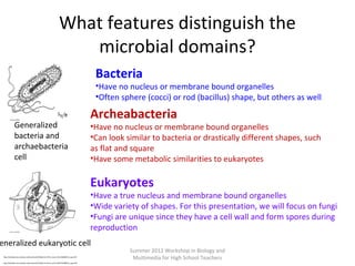 What features distinguish the
microbial domains?
Bacteria

•Have no nucleus or membrane bound organelles
•Often sphere (cocci) or rod (bacillus) shape, but others as well
Generalized
bacteria and
archaebacteria
cell

Archeabacteria

•Have no nucleus or membrane bound organelles
•Can look similar to bacteria or drastically different shapes, such
as flat and square
•Have some metabolic similarities to eukaryotes

Eukaryotes

•Have a true nucleus and membrane bound organelles
•Wide variety of shapes. For this presentation, we will focus on fungi
•Fungi are unique since they have a cell wall and form spores during
reproduction

eneralized eukaryotic cell
http://biodidac.bio.uottawa.ca/thumbnails/filedet.htm?File_name=CELL006B&File_type=GIF
http://biodidac.bio.uottawa.ca/thumbnails/filedet.htm?File_name=BACT003B&File_type=GIF

Summer 2012 Workshop in Biology and
Multimedia for High School Teachers

 