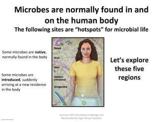 Microbes are normally found in and
on the human body
The following sites are “hotspots” for microbial life

Some microbes are native,
normally found in the body

Let’s explore
these five
regions

Some microbes are
introduced, suddenly
arriving at a new residence
in the body

http://nihroadmap.nih.gov/hmp/

Summer 2012 Workshop in Biology and
Multimedia for High School Teachers

 