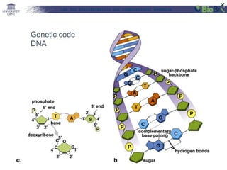 Lab for Bioinformatics and computational genomics

Genetic code
DNA

 