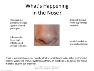 What’s Happening
in the Nose?
Cilia and mucous
lining trap inhaled
microbes

The nose is a
primary defender
against inhaled
pathogens
Inflammation
from viral
infection and
allergic reactions

Inhaled medicines
and oral antibiotics

There is a delicate balance of microbes that are maintained to keep that environment
healthy. Weakened immune systems can throw off that balance and allow the wrong
microbes to grow out of control.
Summer 2012 Workshop in Biology and
Multimedia for High School Teachers
http://commons.wikimedia.org/wiki/File:Human-nose.jpg

 