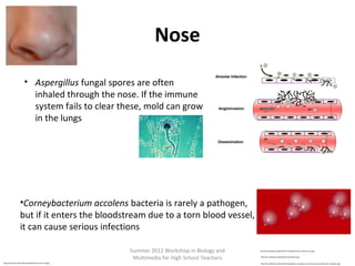 Nose
• Aspergillus fungal spores are often
inhaled through the nose. If the immune
system fails to clear these, mold can grow
in the lungs

•Corneybacterium accolens bacteria is rarely a pathogen,
but if it enters the bloodstream due to a torn blood vessel,
it can cause serious infections
Summer 2012 Workshop in Biology and
Multimedia for High School Teachers
http://commons.wikimedia.org/wiki/File:Human-nose.jpg

http://en.wikipedia.org/wiki/File:Corynebacterium_ulcerans_01.jpg
http://en.wikipedia.org/wiki/File:Aspergillus.jpg
http://en.wikipedia.org/wiki/File:Aspergillus_fumigatus_Invasive_Disease_Mechanism_Diagram.jpg

 