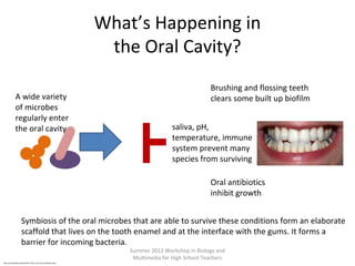 What’s Happening in
the Oral Cavity?
A wide variety
of microbes
regularly enter
the oral cavity

Brushing and flossing teeth
clears some built up biofilm
saliva, pH,
temperature, immune
system prevent many
species from surviving
Oral antibiotics
inhibit growth

Symbiosis of the oral microbes that are able to survive these conditions form an elaborate
scaffold that lives on the tooth enamel and at the interface with the gums. It forms a
barrier for incoming bacteria.
Summer 2012 Workshop in Biology and
Multimedia for High School Teachers

http://en.wikipedia.org/wiki/File:Teeth_by_David_Shankbone.jpg

 